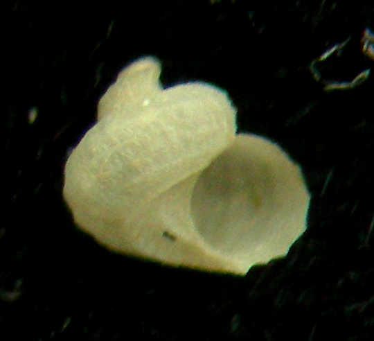 Danilia sp. juv.